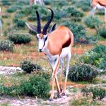 springbok male etosha